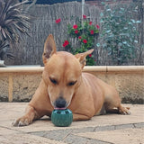 🐾 The Pupsicle - "The Dog Treat That Never Runs Out!"
