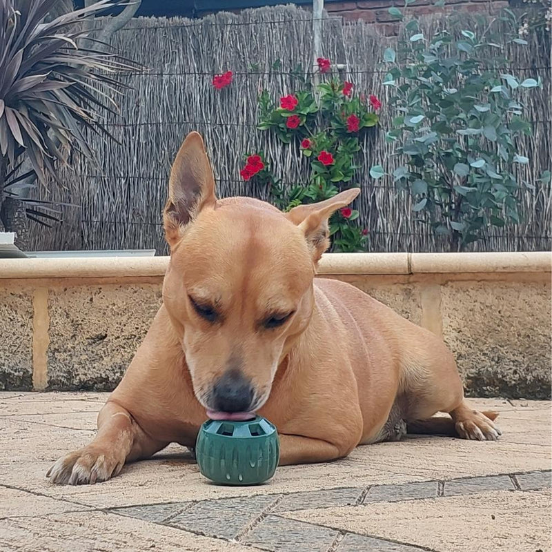 🐾 The Pupsicle - "The Dog Treat That Never Runs Out!"