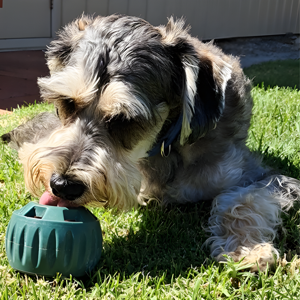 🐾 The PUPSICLE - Australia’s "#1 Summer Solution for Dogs!"