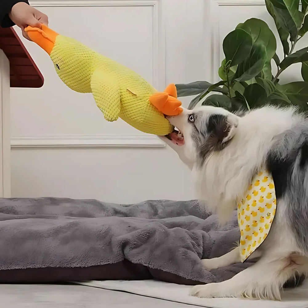 Mr Quack - The World's Best Calming Dog Toy!